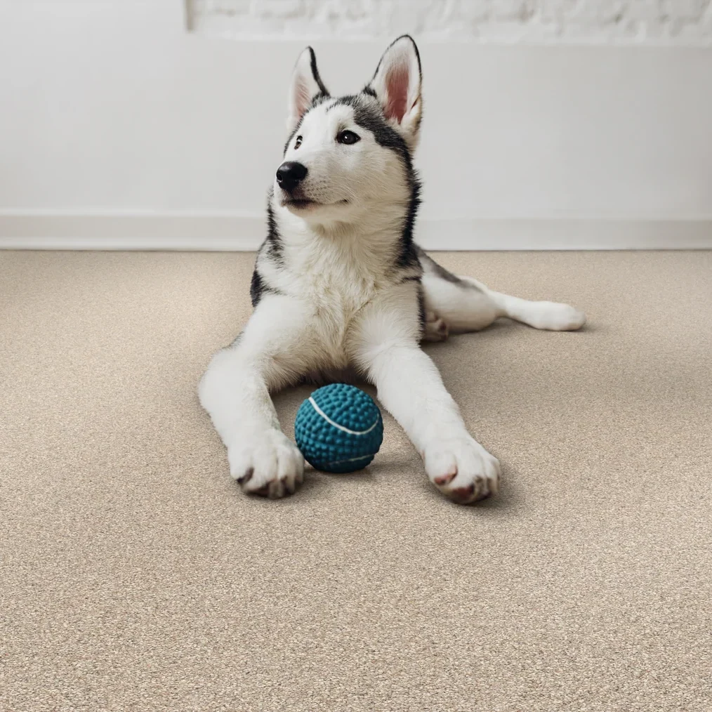 Pet Friendly Living img e1789643672481 - DH Floors